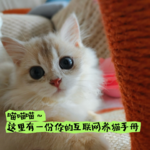 Vol.04 养猫香不香？养过就知道！