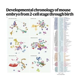 1290-Developmental Cell & Atlas of Embryonic Chronology