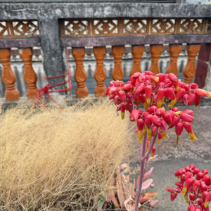 037. | 《破地狱》：向死而生，向生而破