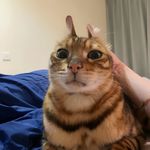 全糖鱿鱼