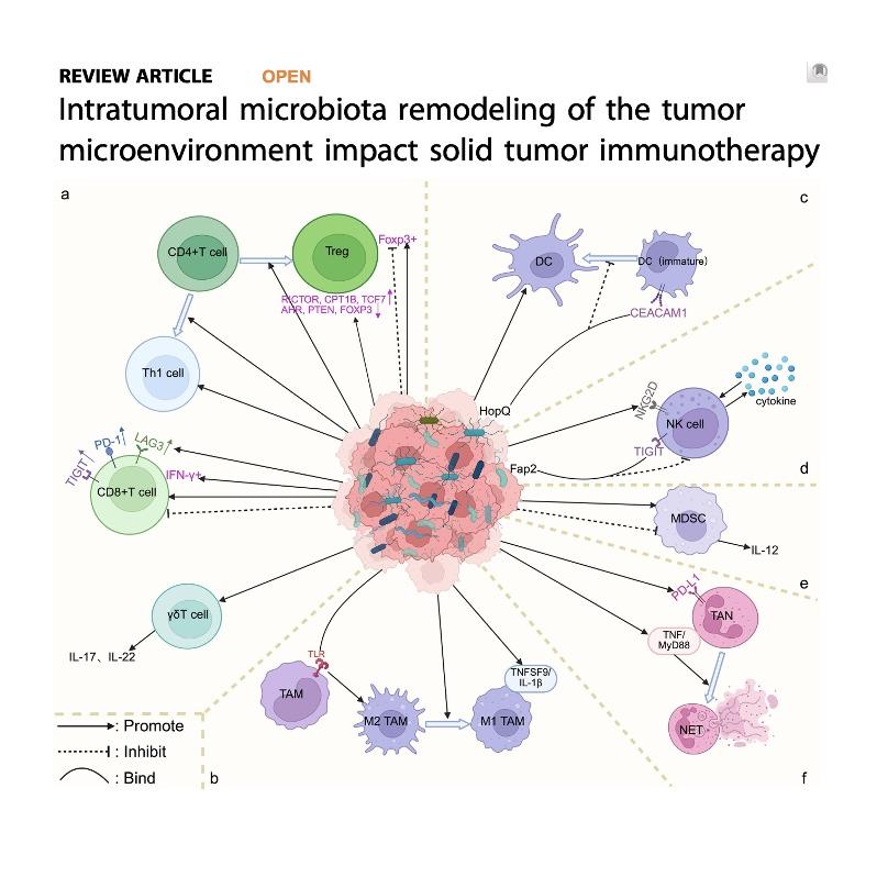 1431-Intratumoral Microbiota Remodeling and Immunotherapy episode artwork