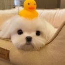Lyeong_CQzc