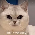 老猫能