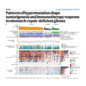 476-Hypermutation Patterns in Glioma Tumorigenesis