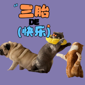 重生之我是流浪猫|猫狗管家血泪史