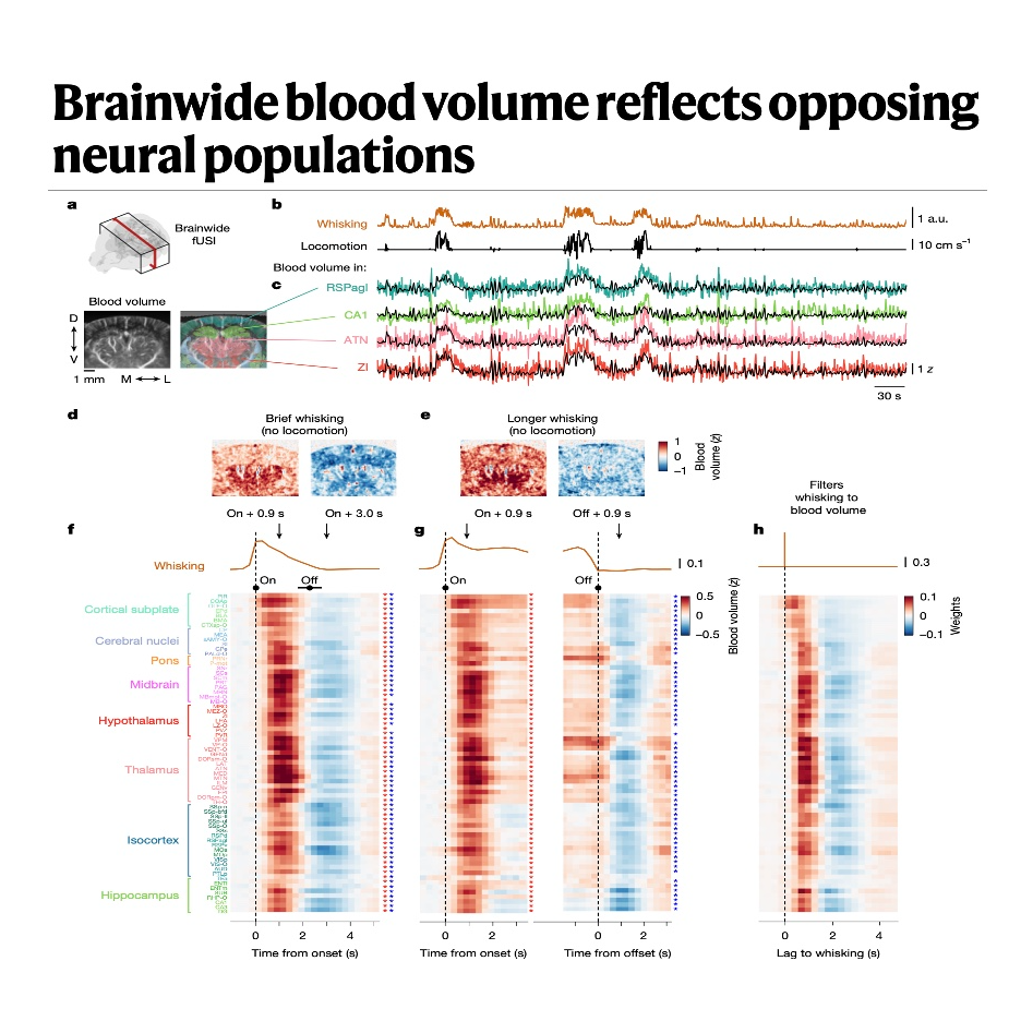 884-Two Neurons Drive Brainwide Blood Volume Changes episode artwork
