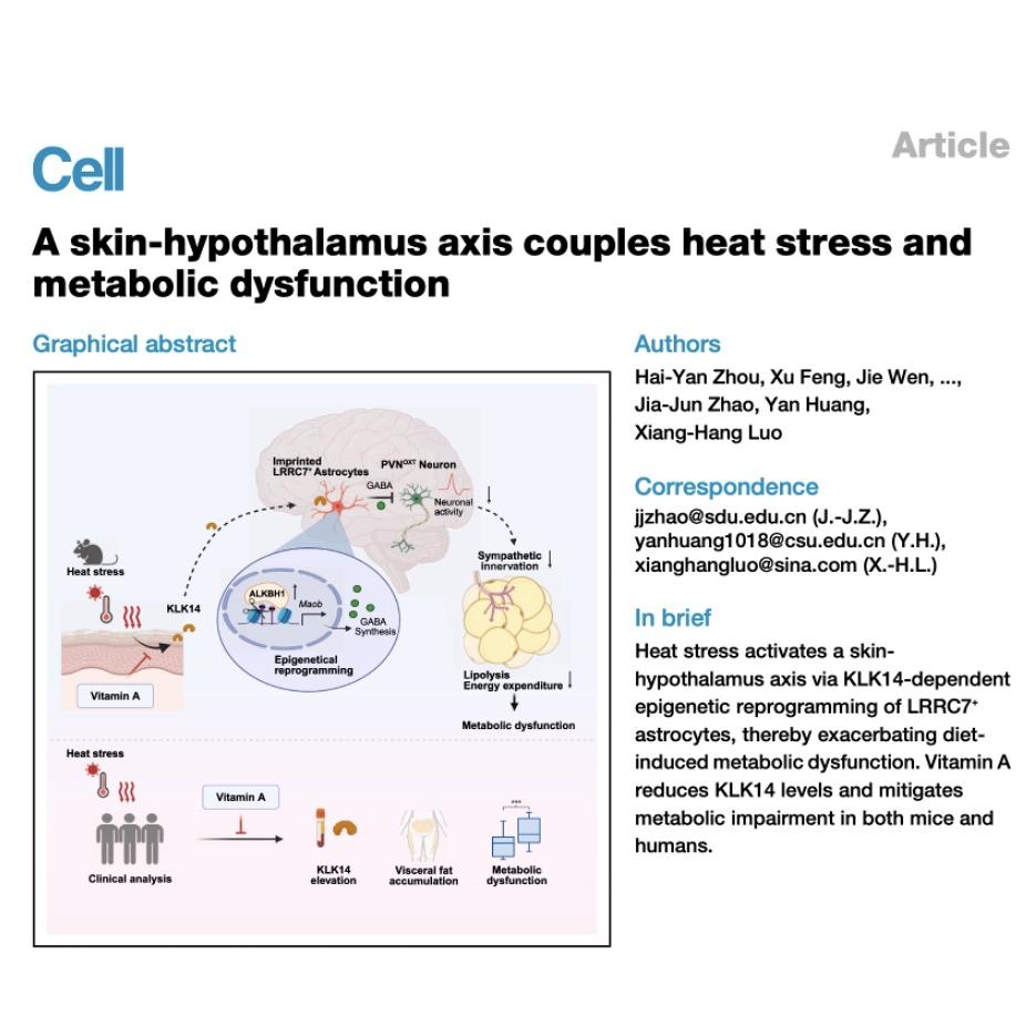 972-Skin-Hypothalamus in Heat-Induced Metabolic Dysfunction episode artwork