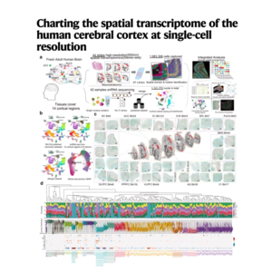 082-Single-cell spatial atlas of the human cerebral cortex