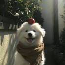 梅花酿清酒