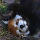 绮绮酱_