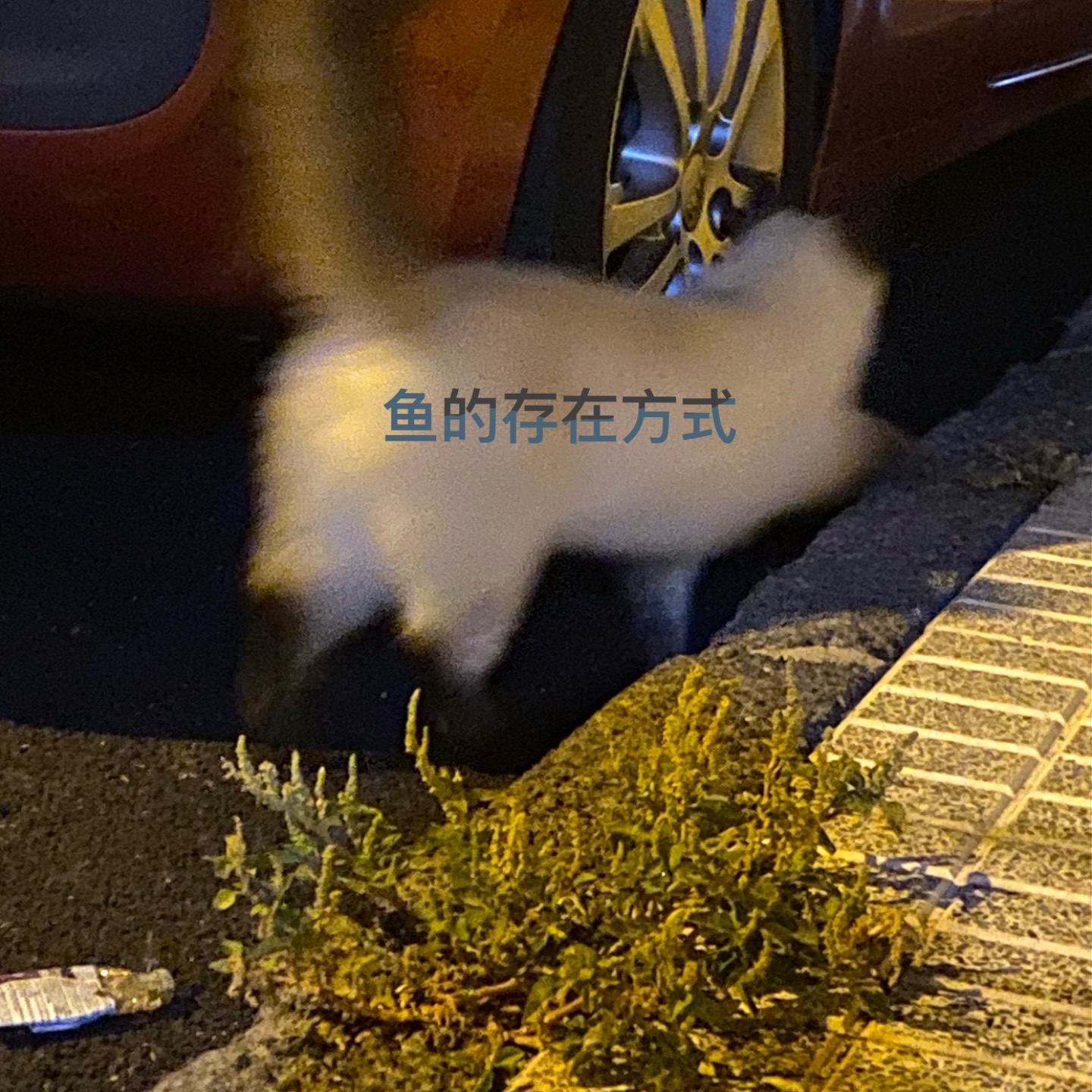 1- SBTI爆火,我们到底在测什么? - 鱼的存在方式 | 小宇宙 - 听播客,上小宇宙