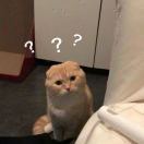 王大花_DAEG