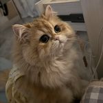 小鹿鹿鸣