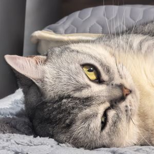 华丽丽的世界有圆圆的柚子