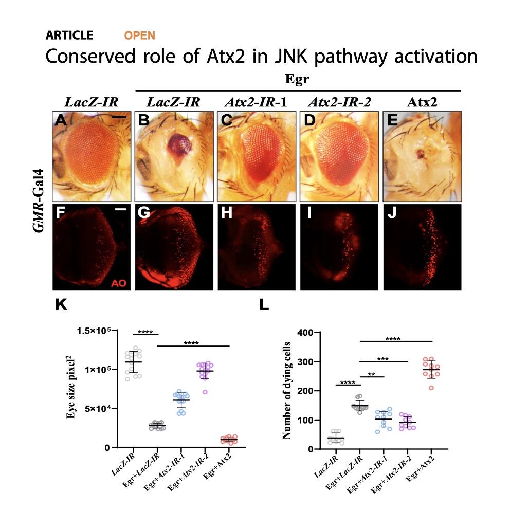 1445-Conserved Role of Atx2 in JNK Pathway Activation episode artwork
