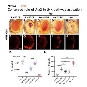 1445-Conserved Role of Atx2 in JNK Pathway Activation
