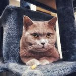 云飞扬啊吗粽