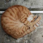 不会想昵称的妮晨