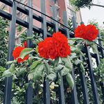 滚滚长江东逝