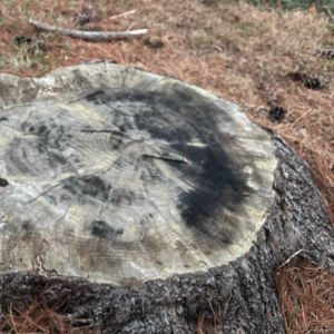 【生活聊天室】EP53 国内外养老比较：国内养老院考察、国外绿卡申请