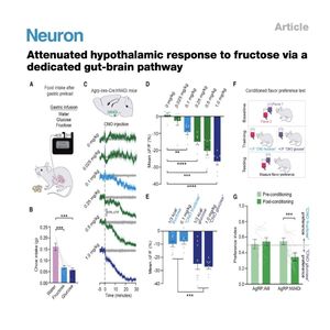 1206-Gut-Brain Identity Coding