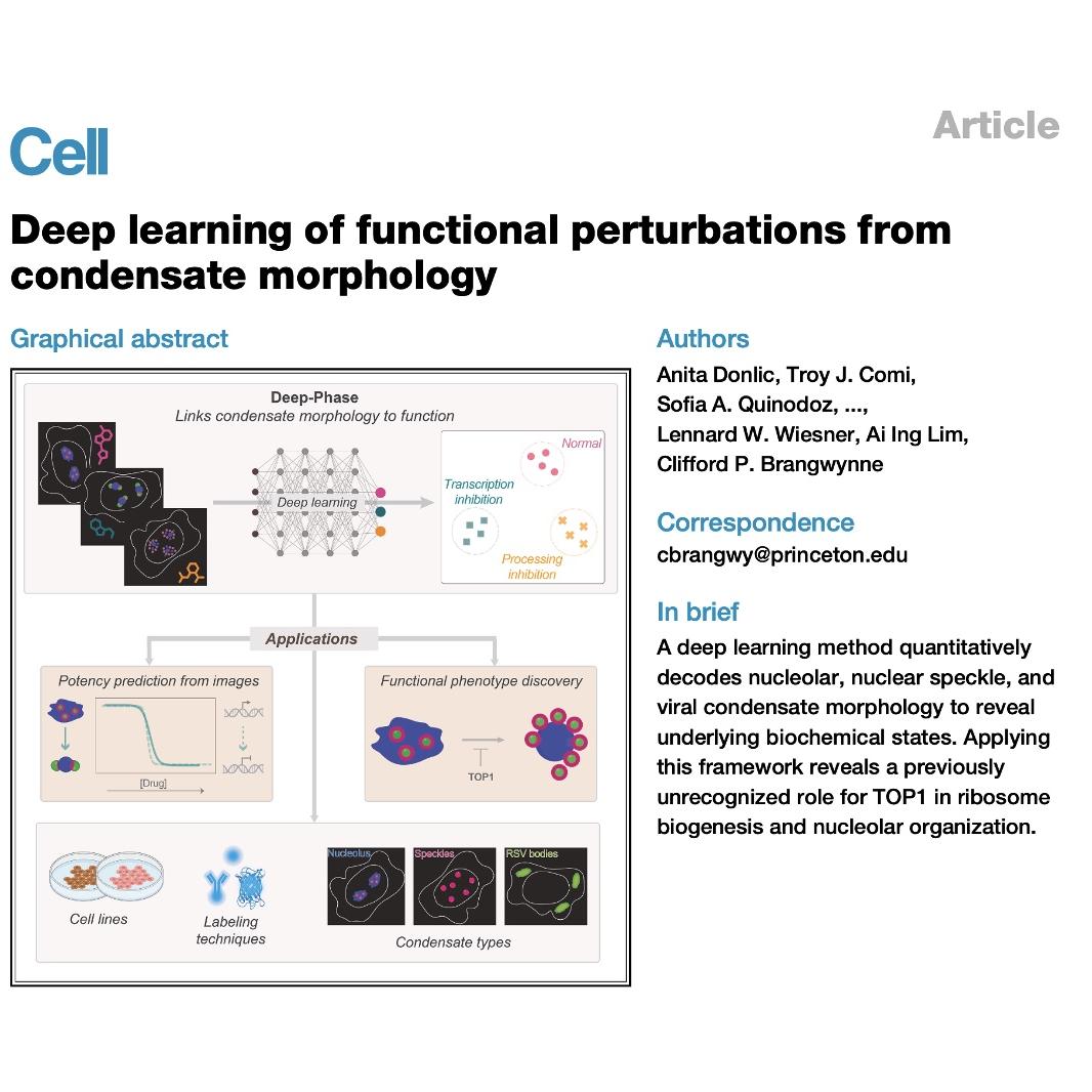 1169-Deep-Phase: Decoding Biomolecular Condensate Morphology episode artwork