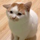 贝hamadasahi