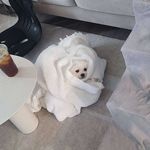咖啡小狗练冰记