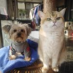 渐层猫和约克狗
