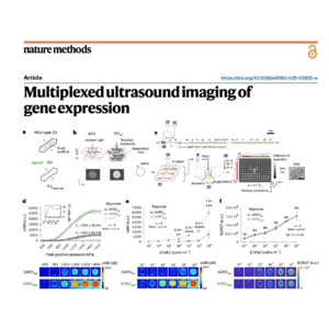 381-Multiplexed ultrasound imaging of gene expression