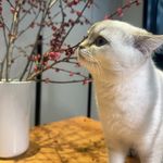 万万万事大吉的one