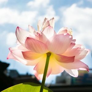 podcaster-avatar