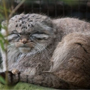 特朗普当选既是重启开始也是结束倒计时