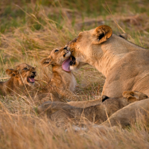 EP03 都市人回归自然的最高级,是在非洲Safari