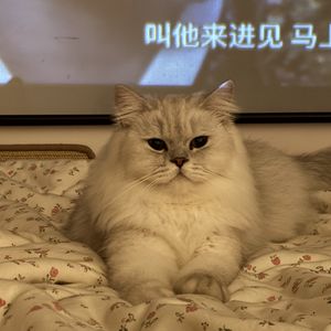 张小山山