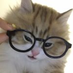 冬至爱吃汤圆