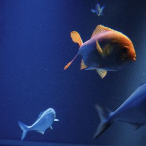 podcaster-avatar
