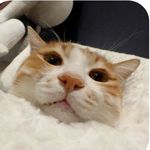 没有咽炎