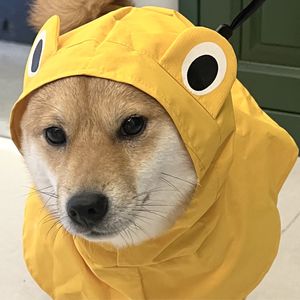 可达鸭嘎嘎嘎