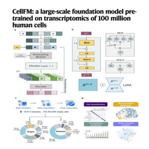089-CellFM: Human Cell Transcriptomics Foundation Model