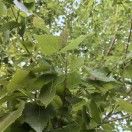 开心的西瓜_abLK