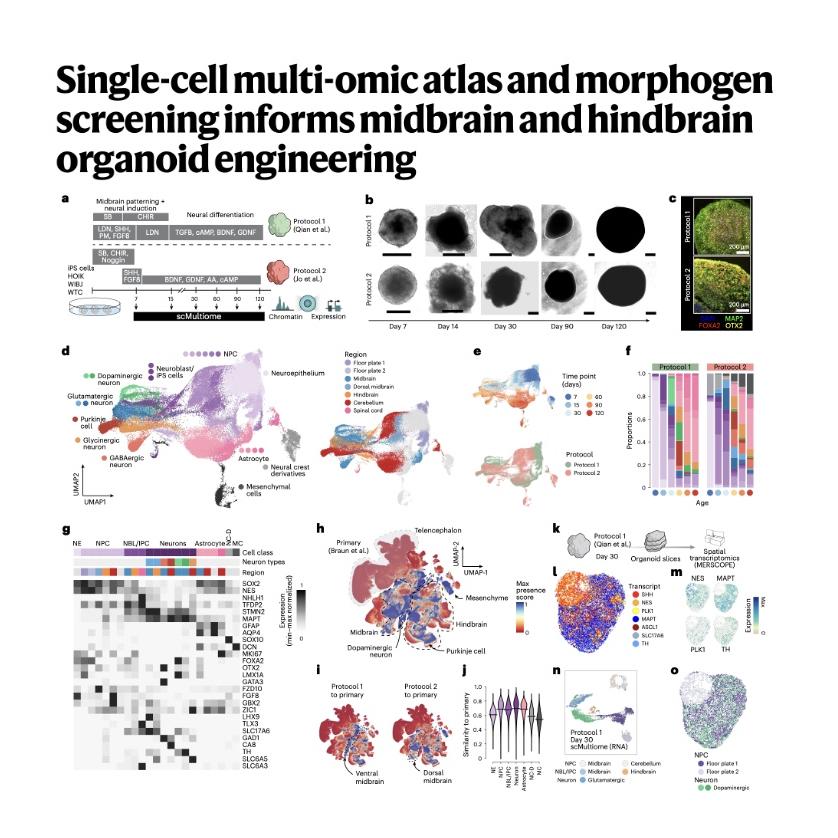 1294-Landscape of Posterior Brain Organoid Development episode artwork