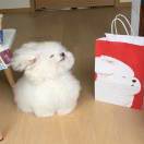 颖子_Xtje