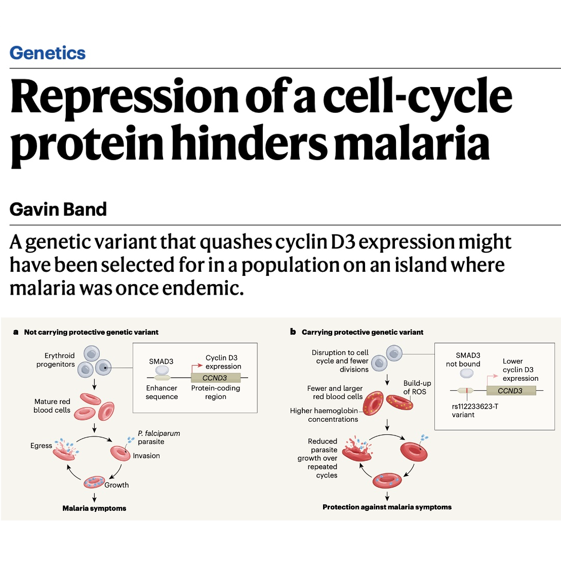 709-Repression of a Cell-Cycle Protein Hinders Malaria 709-Repression of a Cell-Cycle Protein Hinders Malaria