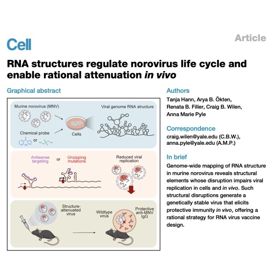 1567-RNA Structures Regulate Norovirus Replication episode artwork