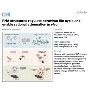 1567-RNA Structures Regulate Norovirus Replication