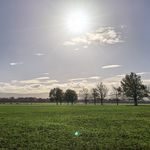 Flora_mmP