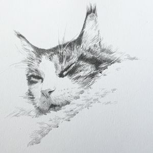 狮子头切片