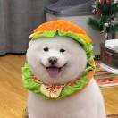 花季Bob