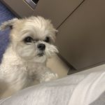 李贤在的狗好像很可爱